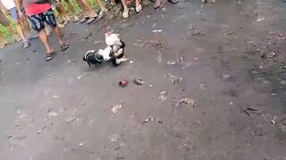 Pitmasters Underground Kings