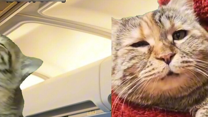 [Cat Meme] Về việc bỏ học nhưng sợ độ cao bay về nhà (Chương cuối)