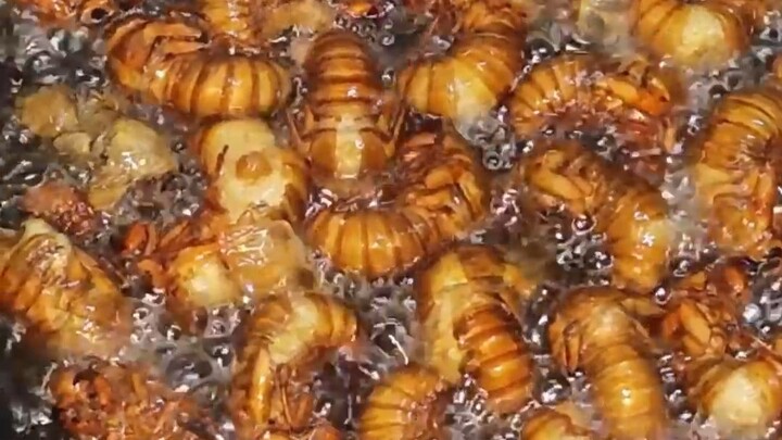 Grasshoppers are way too easy to catch! What’s the trick?