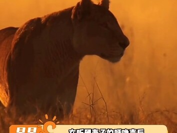 Biaya di balik dokumenter berperingkat super tinggi: Hargai alam!