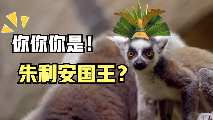 King, why did you run away from the TV?