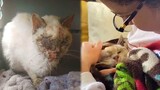 A Oldest Cat Spent Most Of His Life Looking For Someone To Love Him -   Save Old Cat