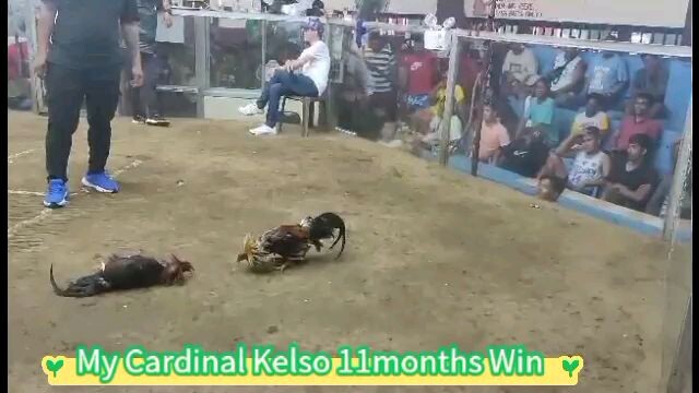 My Cardinal Kelso 11months Tibay...