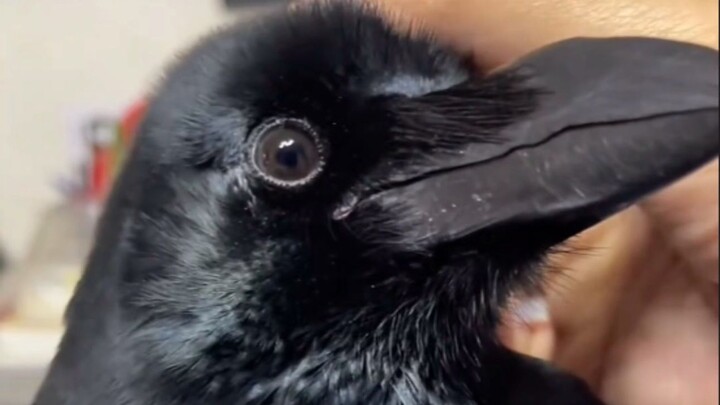 When you feed a crow a ham sausage, it gets so excited it starts squawking!