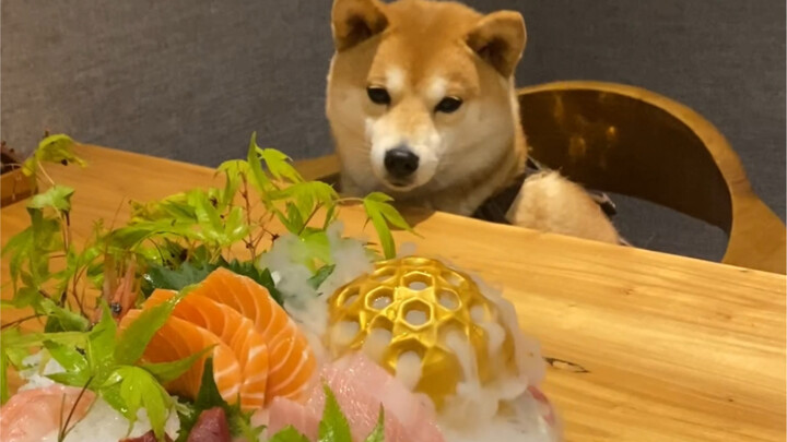 Taking the dog out for Japanese food