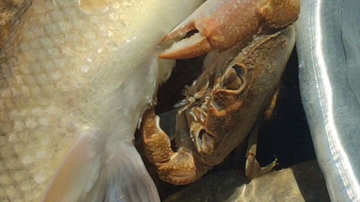 🦀 Crab vs Fish! Nature is WILD 😱🐟🇨🇳 中文:🦀 螃蟹大战小鱼！大自然太疯狂了！😱🐟 :#Crab #Fish #Wildlif