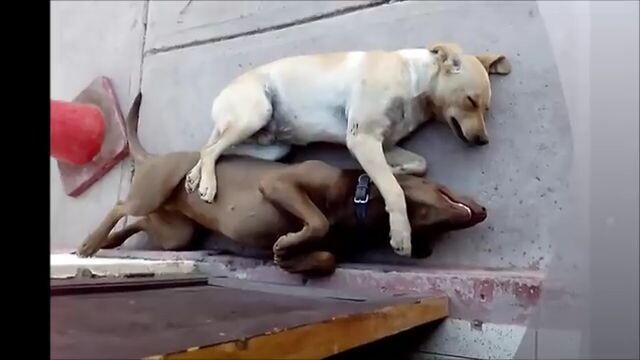 Perritos muy divertidos