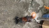 Possum sweater stag vs black Hennie stag spar