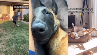 狗狗都困死了 你还笑