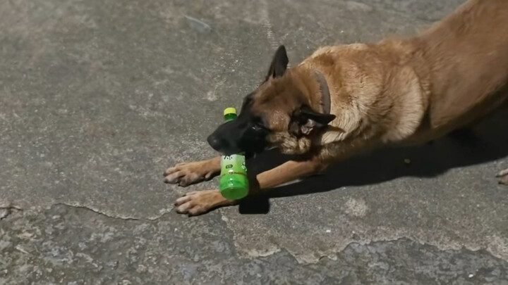 I really wonder if this puppy is a real one!