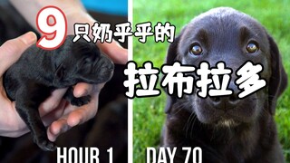 Super-cute overload! A growth diary of 9 Labrador puppies, from day 1 to day 70.