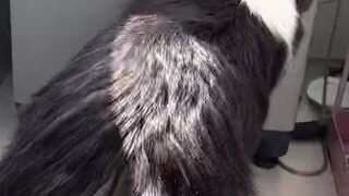 الراعي الأسكتلندي يساعد الغسالة في غسل الملابس: "إنه يعتقد أن دوران الغسالة يعتمد كليًا على جهوده"