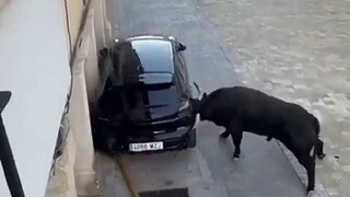 Akhirnya aku mengerti kenapa "sapi" itu kata sifat. Lihat betapa agresifnya sapi yang sedang marah..