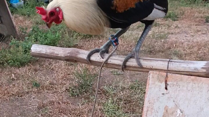 2x winner tornado grey