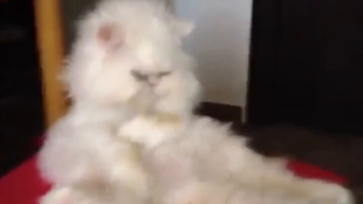 Trivia about pets: Are Persian cats really that difficult to raise and take care of?