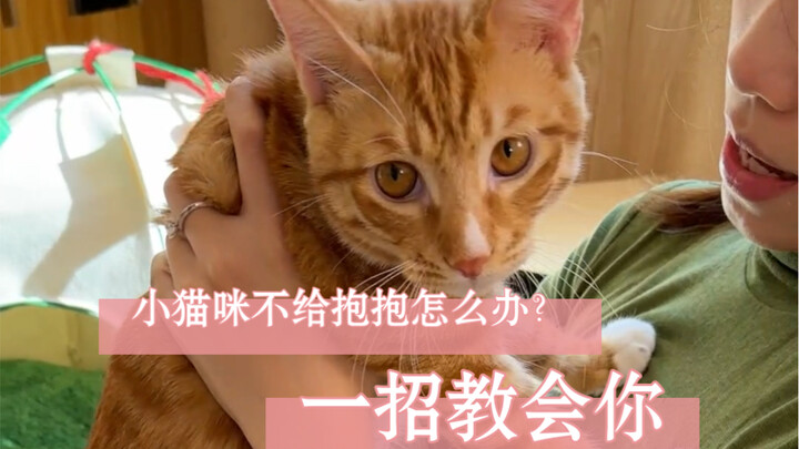 แมวน้อยไม่ยอมให้อุ้ม? จัดการได้ด้วยวิธีเดียว!