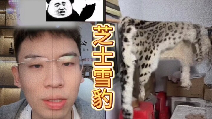 เวอร์ชันเต็ม [ชีสเสือดาวหิมะ] แซ่บจัดจ้าน!!!