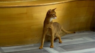 เวอร์ชันแมวของ "การแปลงร่าง"