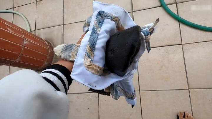 Apa itu kadal raksasa? Manfaat untuk 100.000 penggemar, pakaian wanita JK yang seksi, buru-buru onli