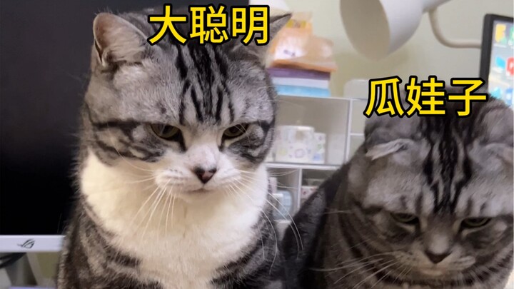 Dia cerdas banget! Aku pengin suruh dia cari kerja sambilan buat nafkahi aku!