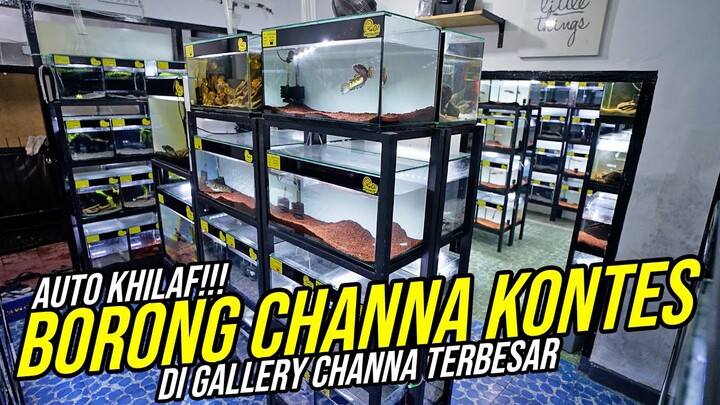 KHILAF!!! BORONG IKAN PREDATOR CHANNA KONTES!!! DI GALLERY CHANNA TERBESAR SE-INDONESIA!!!