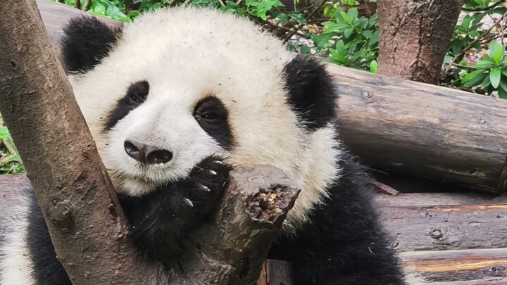 Superstar He Hua overturns car on August 16th