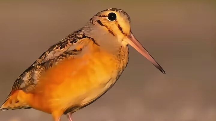 10 Best Birds Sounds In USA 🇺🇸 #birds #sounds #USA #nature #fyp