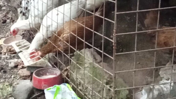 wj pullets selected