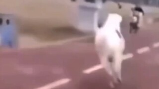 黄金船本马是吧