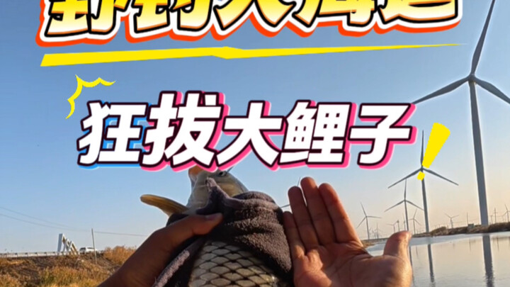 ตกปลาธรรมชาติเข้าสู่ทะเล ดึงได้ปลาคาร์พตัวใหญ่อย่างเมามัน