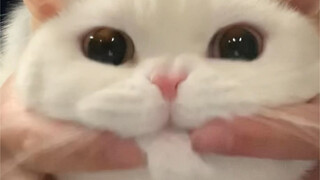小猫咪有点模仿天赋的