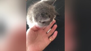 😻 Đụng xíu k cho ... 😹😽🥳 tiktok Xuhuong meow Pet meocute fyb