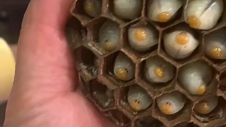 Dare you eat hornet pupae?