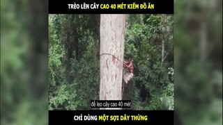 Trèo lên cây cao 40 mét kiếm đồ ăn | LT Review