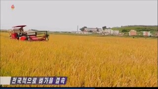 Colheita de arroz concluída em todo o país