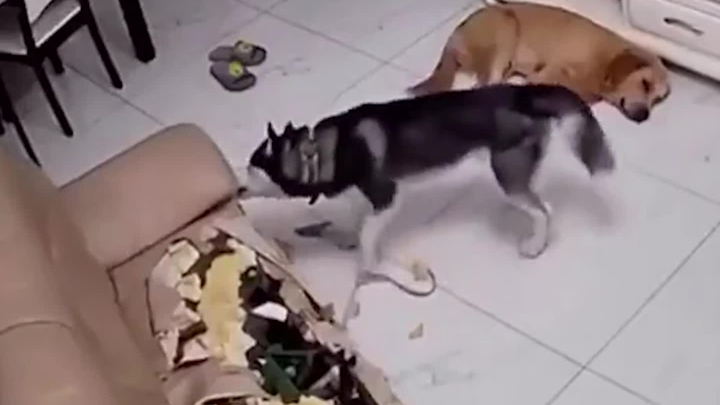 Ternyata sofa ini berbulu!