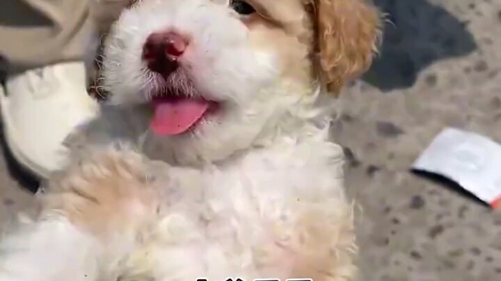 Dog: I'm a teddy bear!