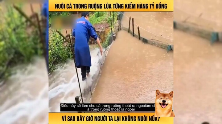 Nuôi Cá Trong Ruộng Lúa Kiếm Cả Tỷ Đồng-Review Con Người Và Cuộc Sống