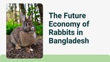 The Future Economy of Rabbits in Bangladesh