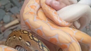My Reticulated Python morphs... 🙂🤘🏻🔥‼️❤️