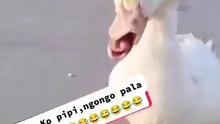 bibilin kaya ni boss toyo to ?? 😂😂😂😂