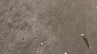 straight dom 13months win 😁laki Ng talisayin🤣