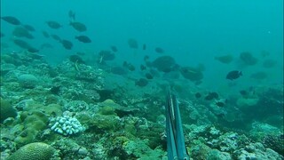 SPEARFISHING PHILIPPINES 🇵🇭 minsan nangyayari ito sa buhay ko catch and sell