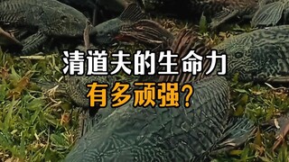 Seberapa tangguh daya tahan hidup pengais sampah?