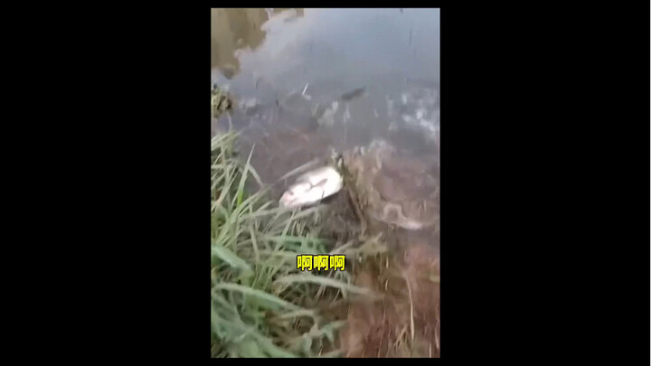 钓鱼佬：这比杀了我还难受啊！