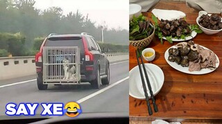 Chú chó đi xe bị say làm được chủ làm hẳn 1 chuồng sau xe - Top comment hài Face Book.