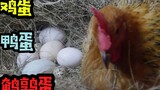 把三种动物的蛋放到鸡窝里，母鸡会帮忙孵化吗？