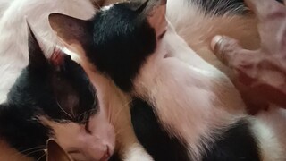 kucing lagi menyusui anaknya