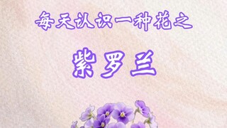 紫罗兰的花语是“隐秘而恒久的爱，在沉默中绽放永恒的忠诚与谦卑之美”。