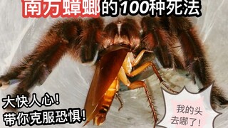 Giant tarantula vs. southern cockroach: Heard you're invincible? Instant knockout!
